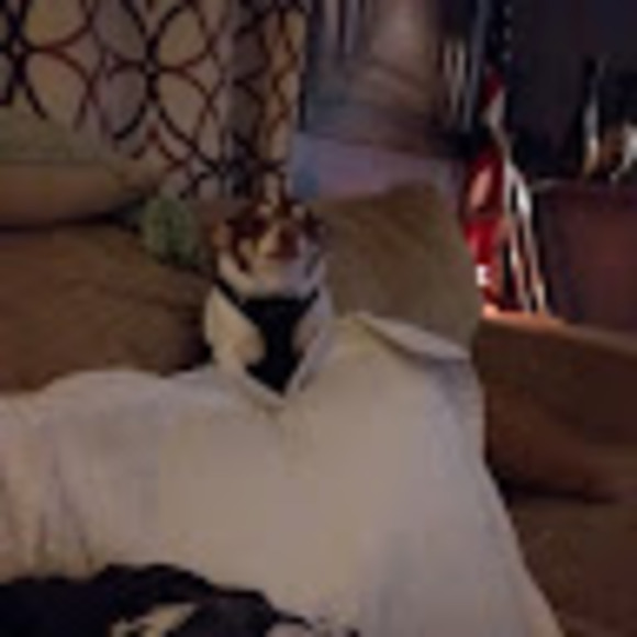 doglover4271